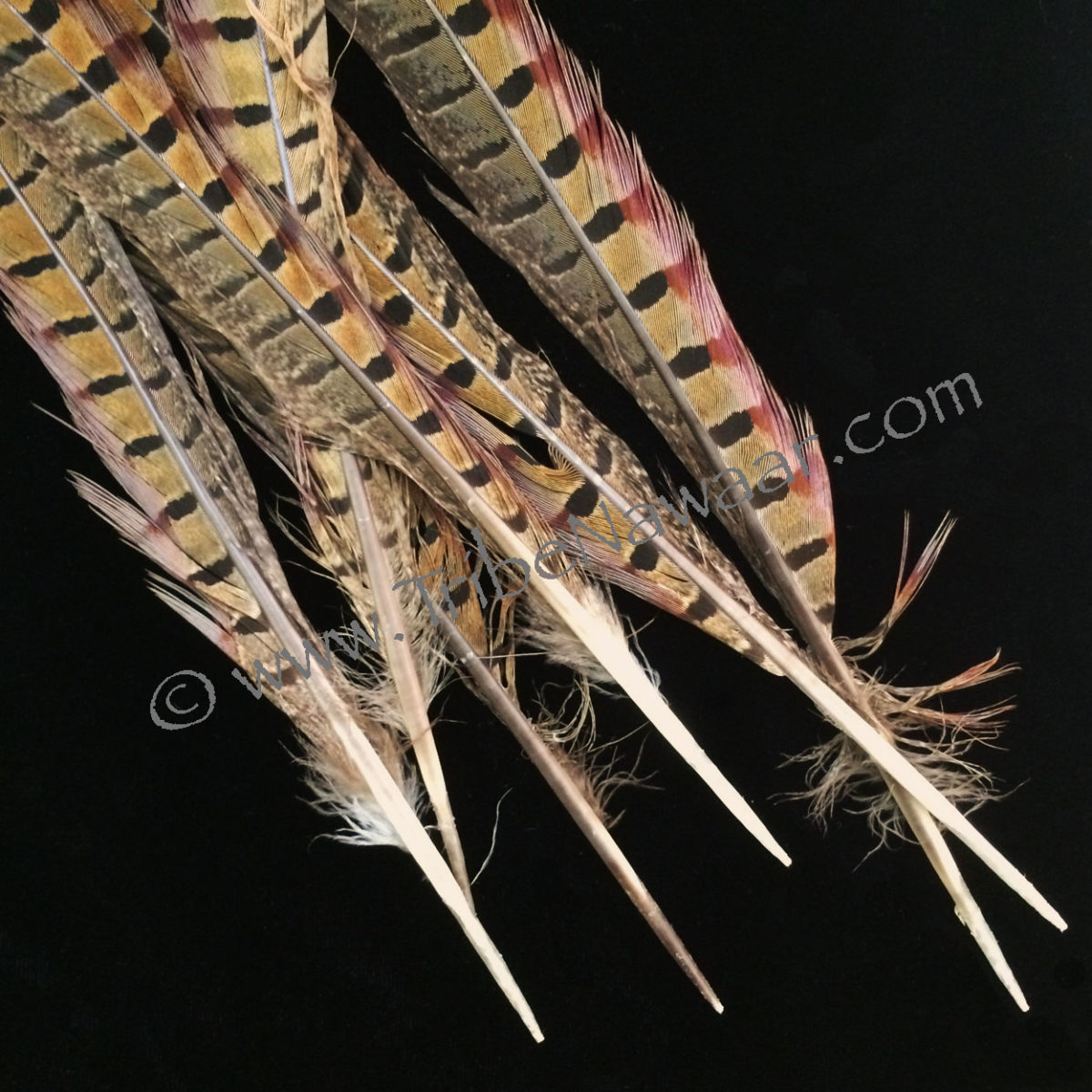 Single XL Length Natural Pheasant Feather - Tribe Nawaar